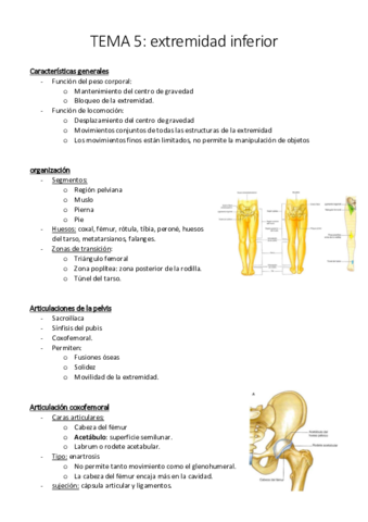 TEMA 5 extremidad inferior.pdf