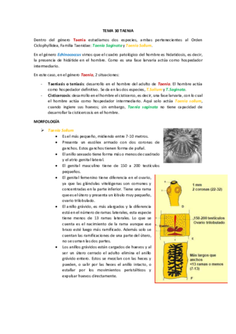 tema 30 Taenia.pdf