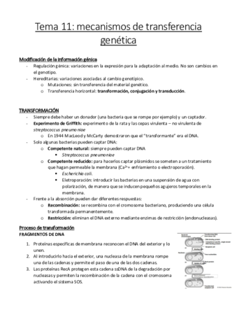 Tema 11.pdf