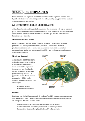 TEMA 5.pdf