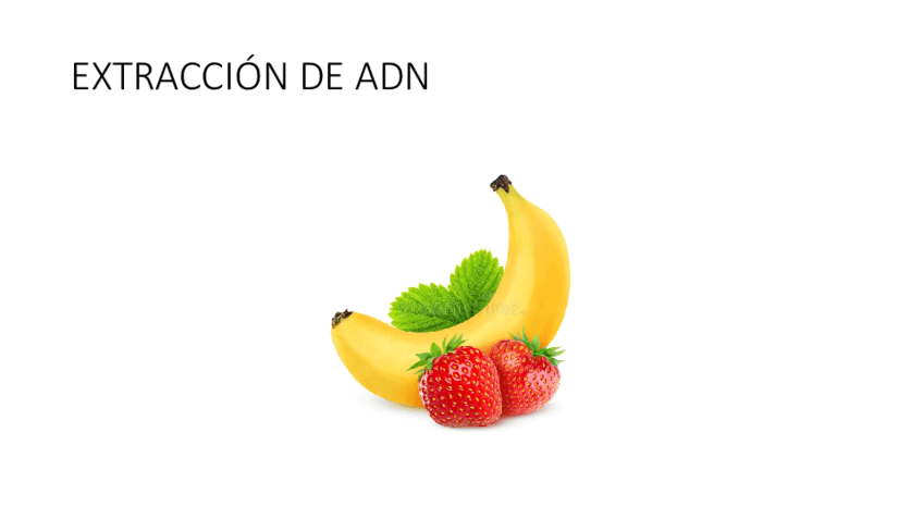 2.-Extraccion-de-ADN.pdf