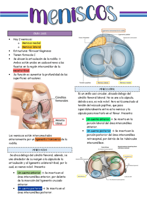 Anatomia.pdf