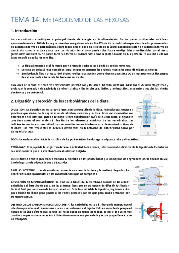 TEMA-14-BIOQUIMICA.pdf