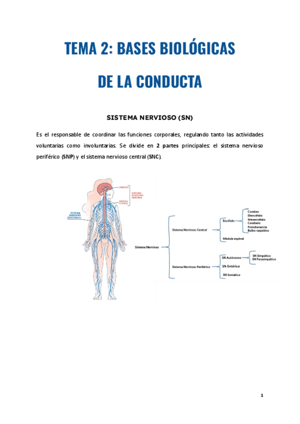 2. Bases biológicas de la conducta.pdf