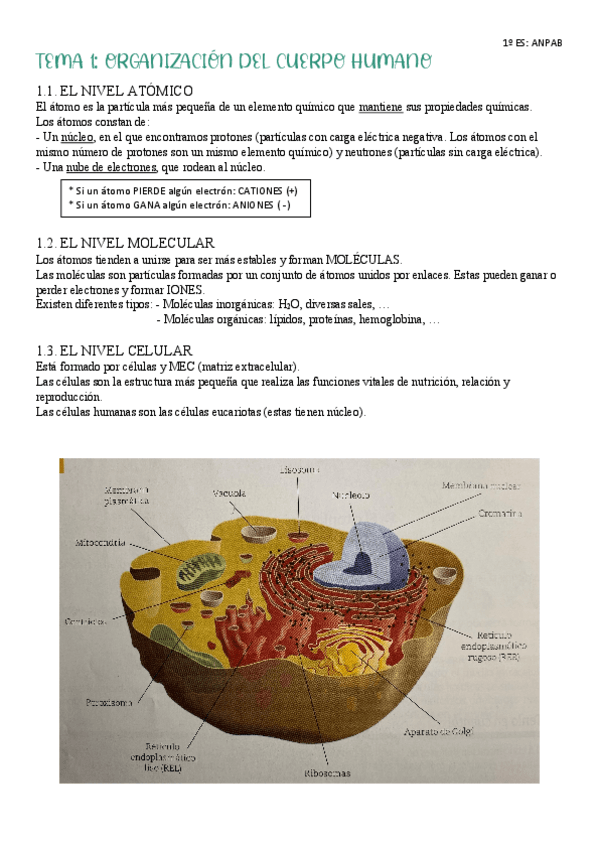 TEMA-1-ANATOMIA.pdf