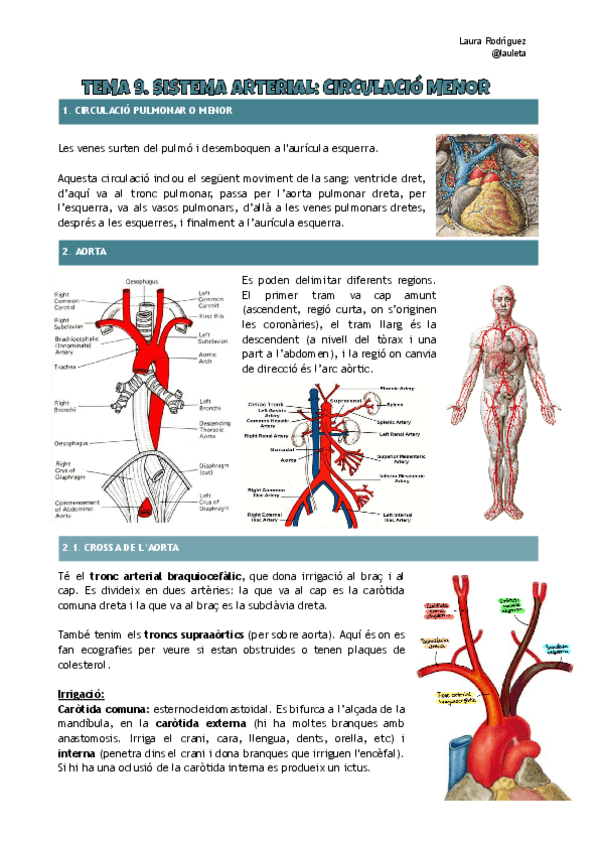 Tema-9-anatomia-Sistema-arterial-menor.pdf