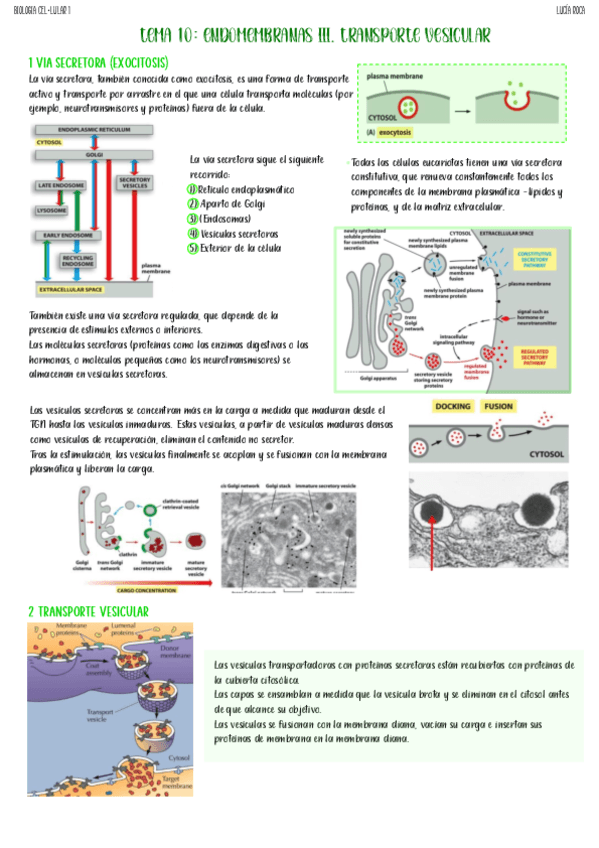 tema-10-biologia-celular-I.pdf