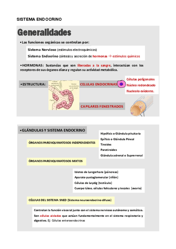 SISTEMA-ENDOCRINO.pdf