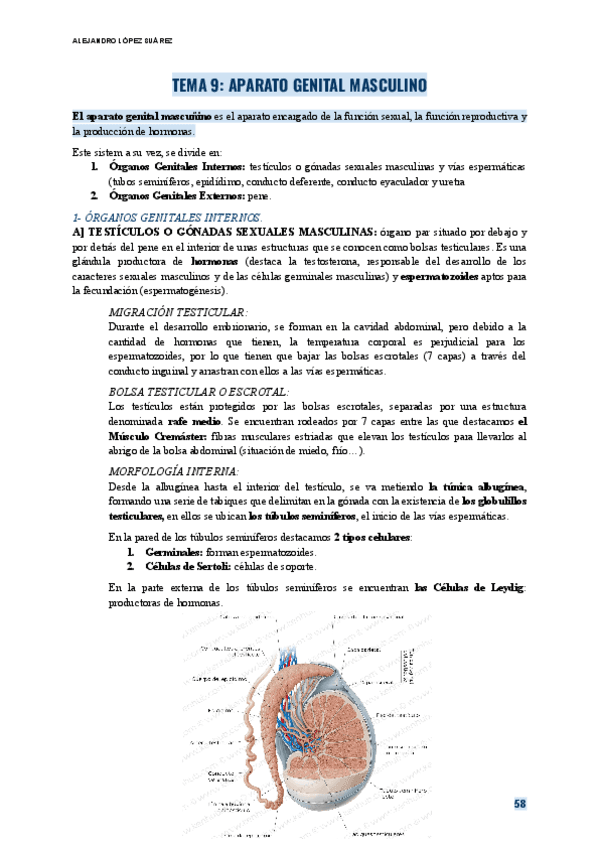ANATOMIA-TEMA-9-APARATO-GENITAL-MASCULINO.pdf