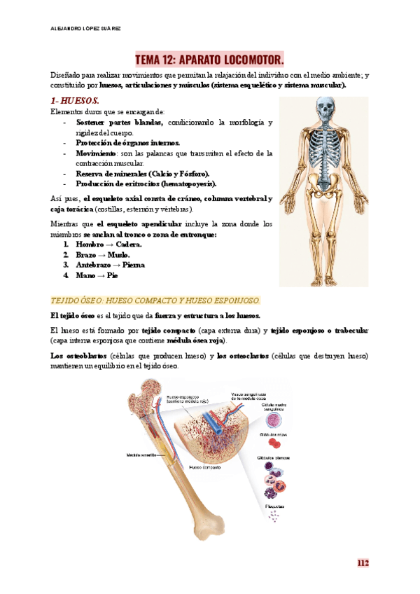 ANATOMIA-TEMA-12-APARATO-LOMOTOR..pdf