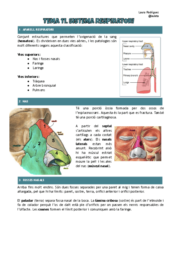 Tema-11-anatomia-Sistema-respiratori.pdf