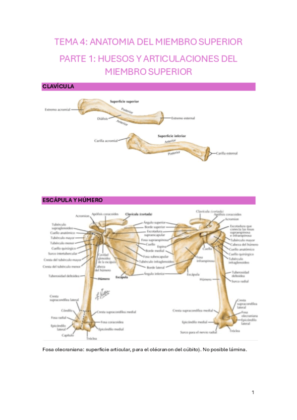 TEMA-4.pdf