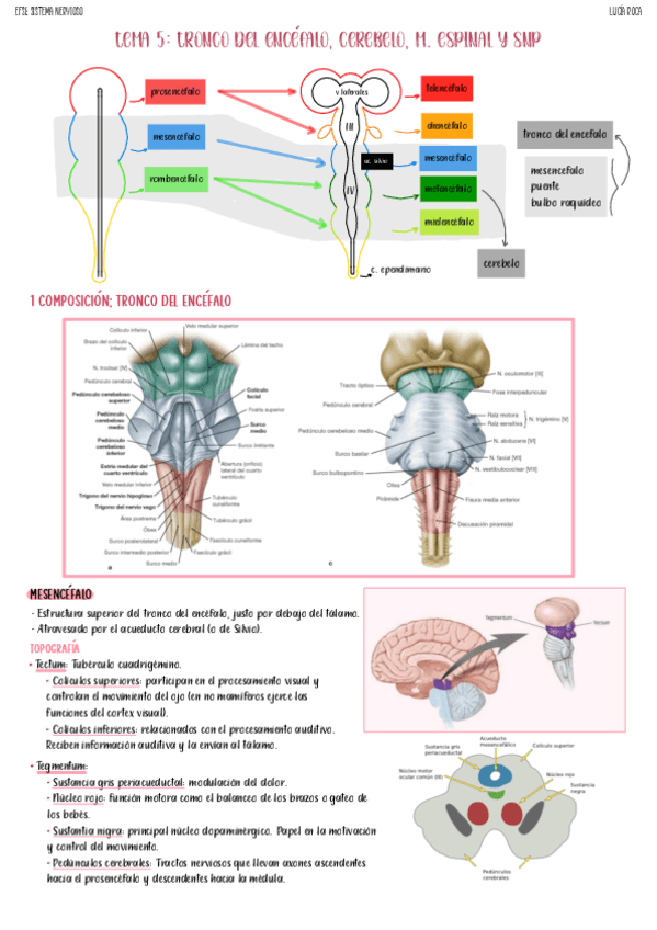 tema-5-nervioso.pdf