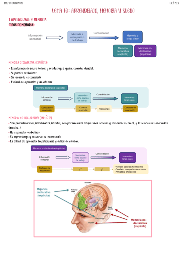 tema-10-nervioso.pdf