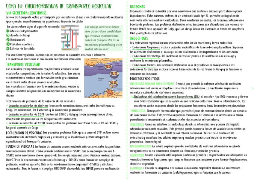 tema-10-resum-biocel.pdf