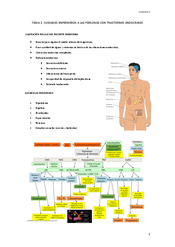 TEMA-3-ENDOCRINO.pdf