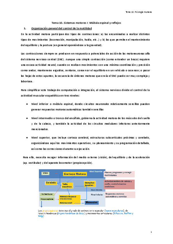 Tema-10.-Sistemas-motores-I-Medula-espinal-y-reflejos.pdf
