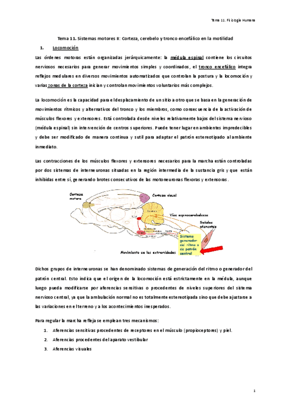 Tema-11.-Sistemas-motores-II-Corteza-cerebelo-y-tronco-encefalico-en-la-motilidad.pdf