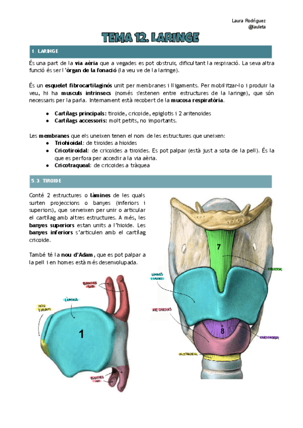 Tema-12-anatomia-Laringe.pdf