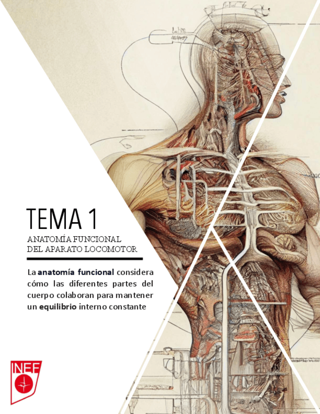 ANATOMIA-1er PARCIAL.pdf