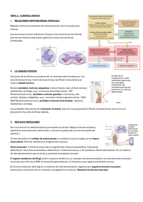 Tema-3-fisiologia.pdf