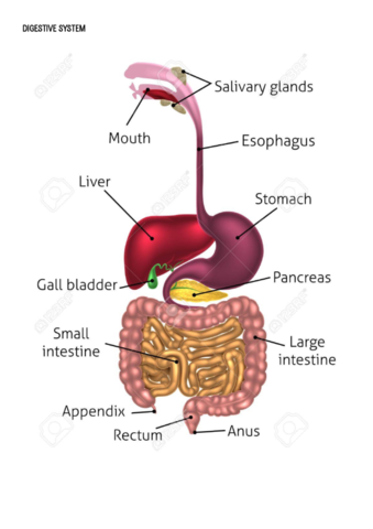 Digestive system.pdf