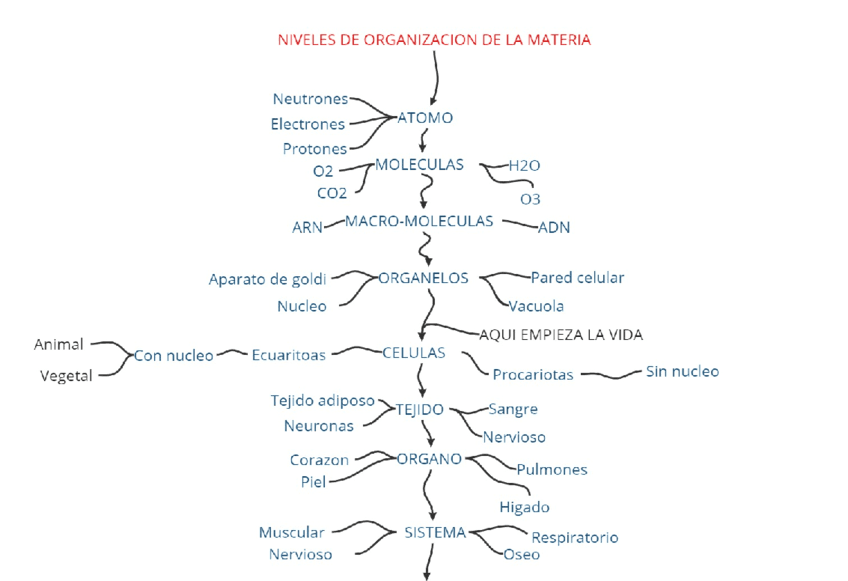 Niveles-de-organizacion-de-la-materia.pdf