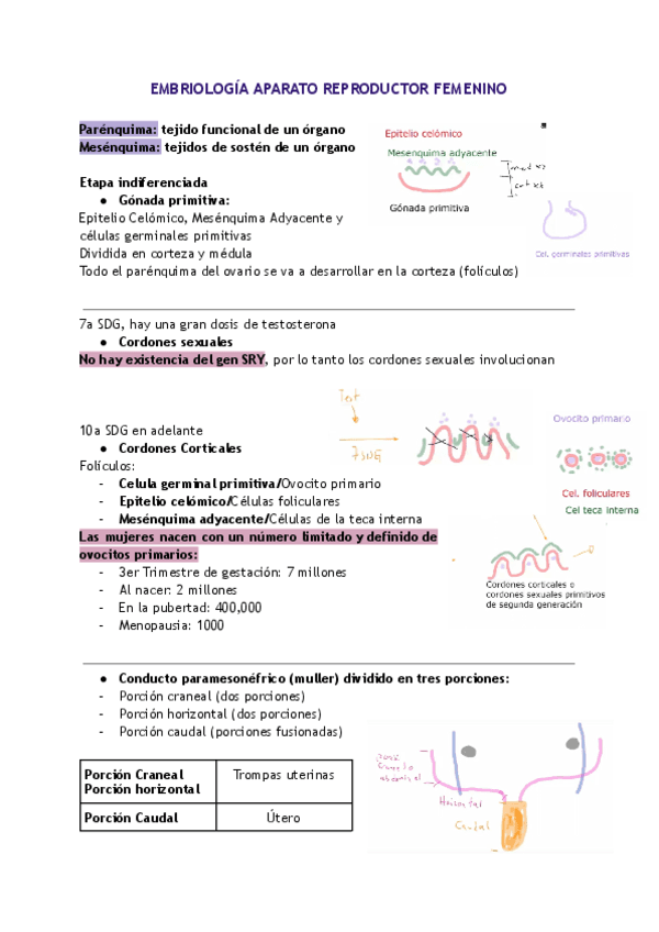 EMBRIOLOGIA-APARATO-REPRODUCTOR-FEMENINO.pdf