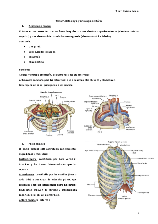 Tema-7.-Osteologia-y-artrologia-del-torax.pdf