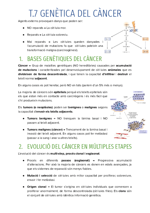 T.7-GENETICA-DEL-CANCER.pdf