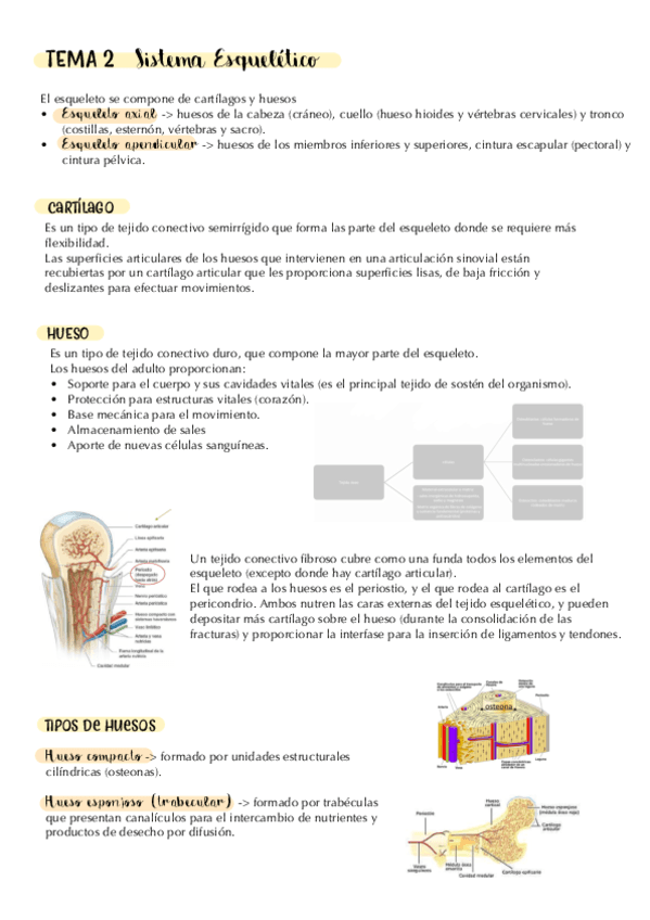 tema-2.-osteologia-general.-apuntes.pdf