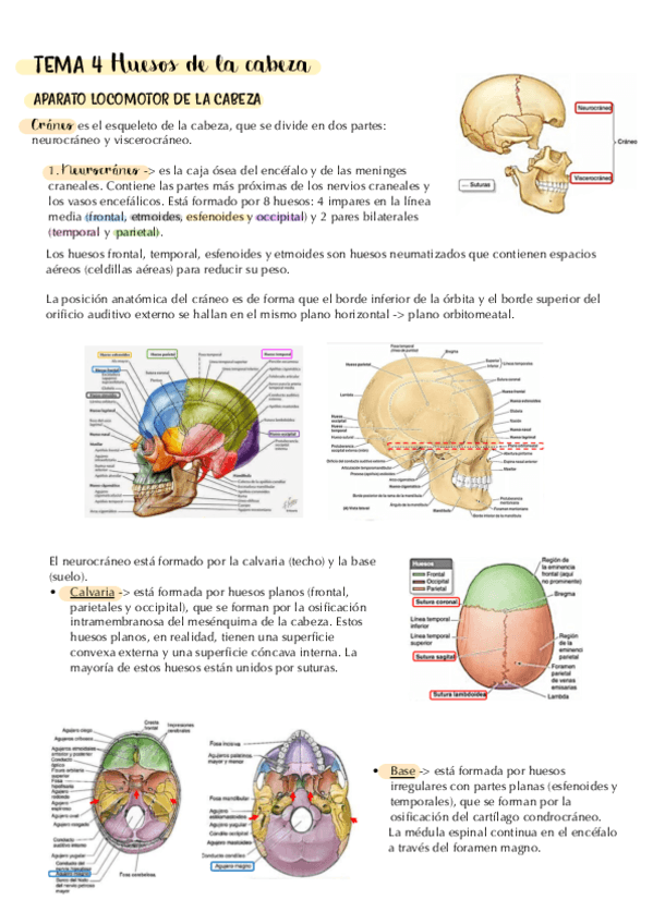 tema-4.-huesos-de-la-cara.-apuntes.pdf