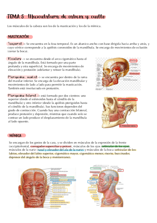tema-5.-musculatura-de-cabeza-y-cuello.-apuntes.pdf