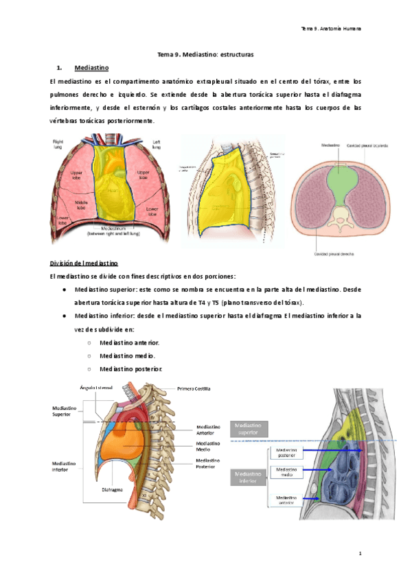 Tema-9.-Mediastino-estructuras.pdf
