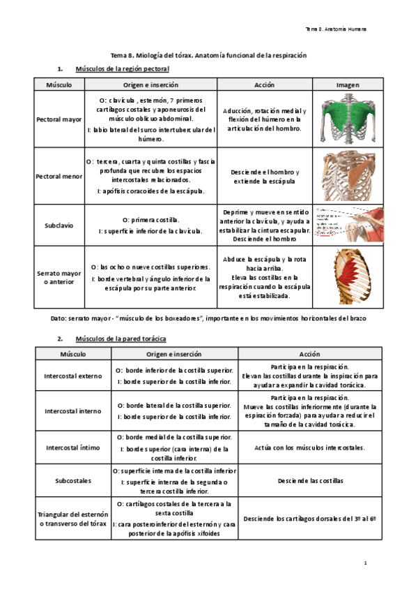 Tema-8.-Miologia-del-torax.-Anatomia-funcional-de-la-respiracion.pdf