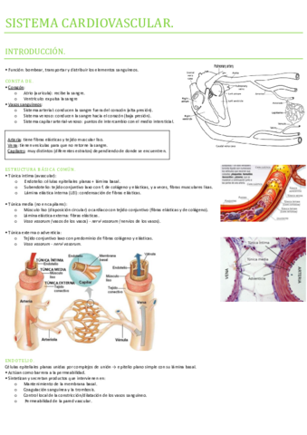 Fisiología - sistema cardiovascular.pdf