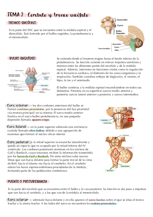 tema-7.-cerebelo-y-tronco-encefalo.-apuntes.pdf