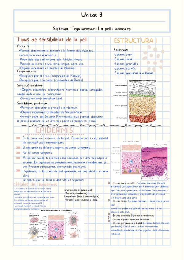 TBI-Epidermis-Dermis-i-Hipodermis.pdf