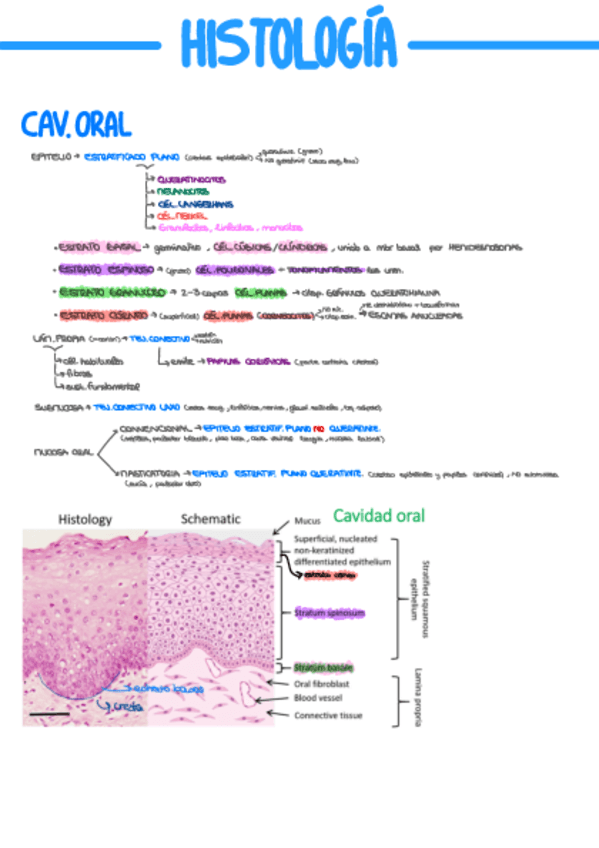 HISTOLOGÍA Y CITOLOGÍA APARATO DIGESTIVO.pdf