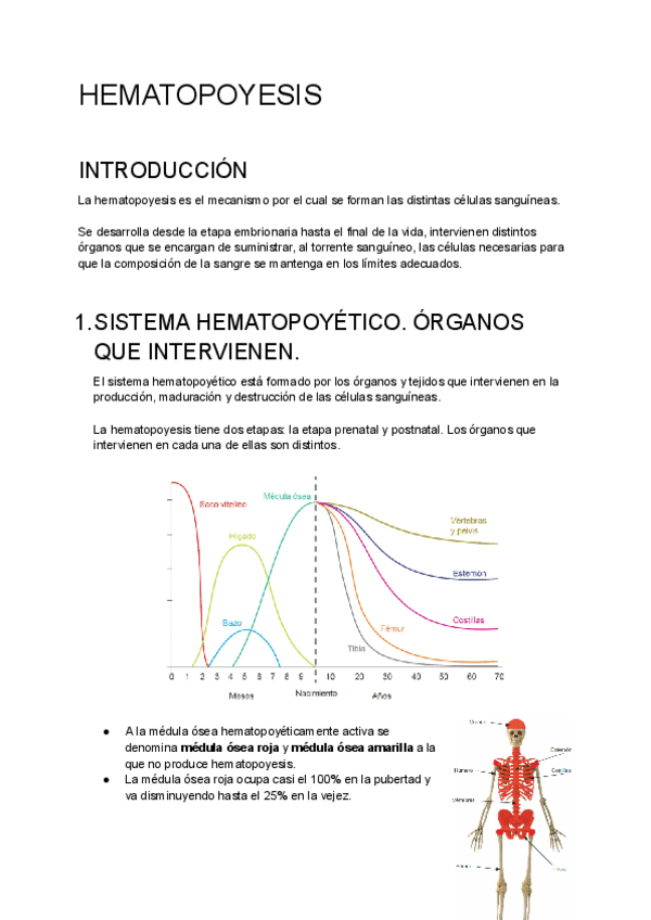 HEMATOPOYESIS.pdf