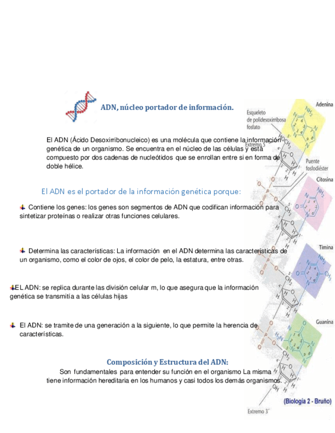 Biologia-ADN.pdf