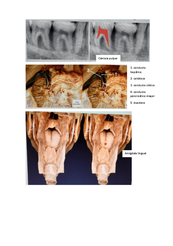 ciclos-ex-practico.pdf