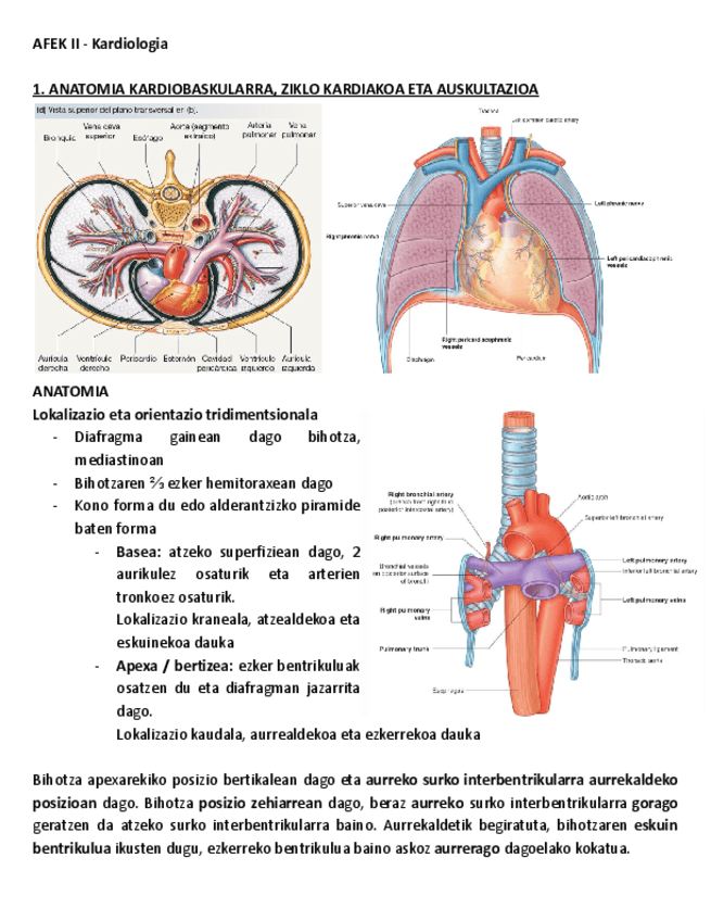 1.-ANATOMIA-KARDIOBASKULARRA-ZIKLO-KARDIAKOA-ETA-AUSKULTAZIOA.pdf