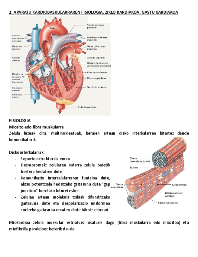 2.-APARATU-KARDIOBASKULARRAREN-FISIOLOGIA.-ZIKLO-KARDIAKOA.-GASTU-KARDIAKOA.pdf