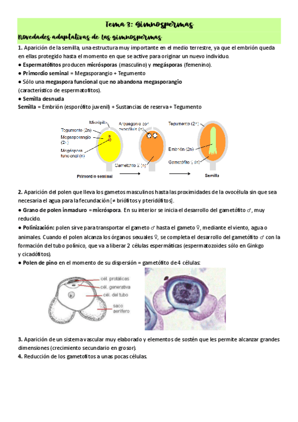 Tema-3-Gimnospermas.pdf