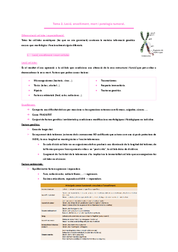 HEMATOLOGIA. -Tema-2.-Lesio-envelliment-mort-i-patologia-tumoral..pdf