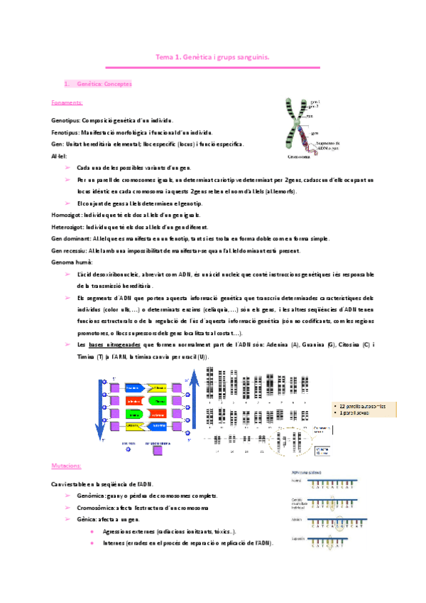 HEMATOLOGIA. -Tema-1.-Genetica-i-grups-sanguinis..pdf