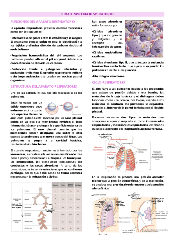Tema 3 fisiología animal, Sistema respiratorio.pdf