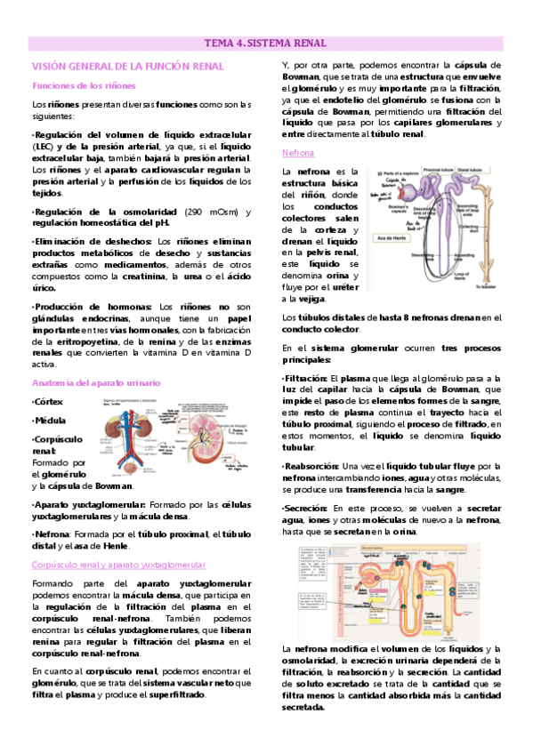 Tema 4 fisiología animal, Sistema renal.pdf