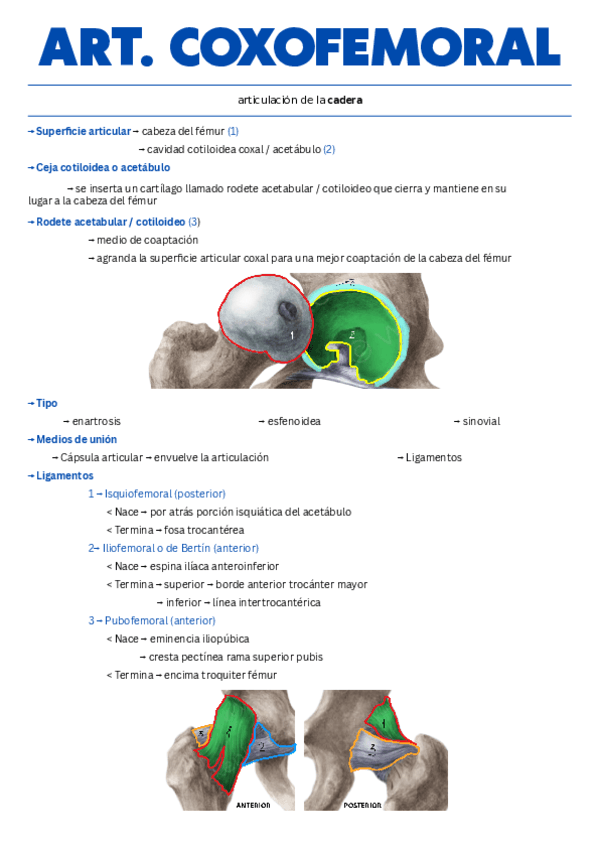 Cadera-articulacion-coxofemoral.pdf